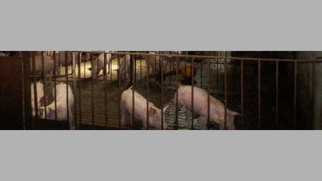 Micro sprinklers soak periodically the area where we want the pigs to defecate.