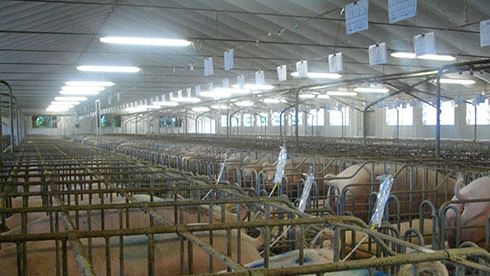 Insemination with springs