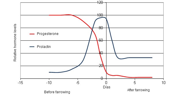 Cambios hormonales de la cerda alrededor del parto