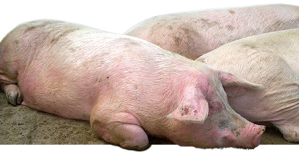 Diseased sows in group housing pen with EM, characterized by red, raised skin areas that appeared all over the body