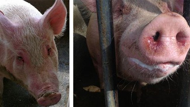 Diseased sows with EM, accompanied with depression, anorexia, fever, moderate breathing difficulties, eye and nasal discharge with mucus and blood