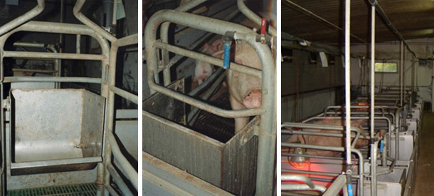 Hand-feeding in very big feeders. The sow has a drinker with a medium flow available, but we have a tap in each place to add water when the time of the meals come or whenever we wish to.