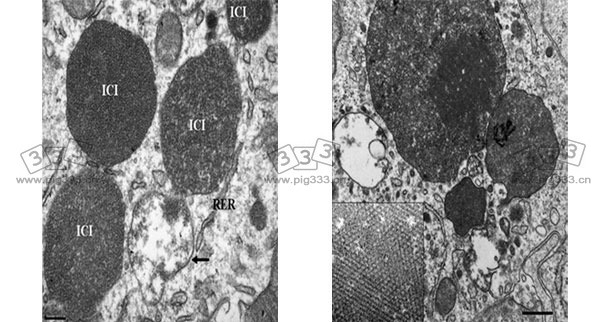 Electron micrograph of a lymph node from a PCV2-SD affected pig. Note the presence of PCV2 intracytoplasmic inclusion bodies (ICI); in some areas, the viral particles can be arranged in paracristalline arrays (inset of the right image).