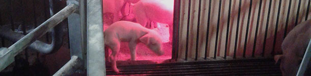 Nests in the corridor