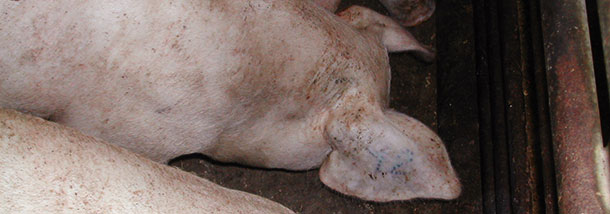 Piglets with a tattoo on their ear 3