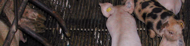 Piglets with a tattoo on their ear