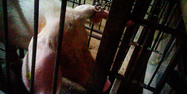 Restraining the sows with two pig holders to draw blood from them