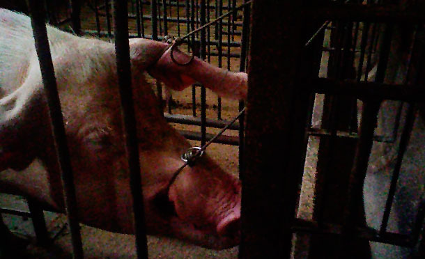 Restraining the sows with two pig holders to draw blood from them