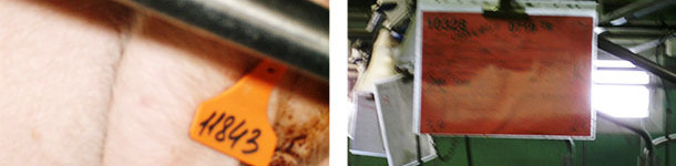 Distinguishing sows with different genetics using cards and ear tags with different colours