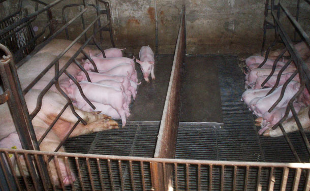 Use of the space in the farrowing pens