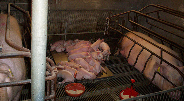 Use of the space in the farrowing pens