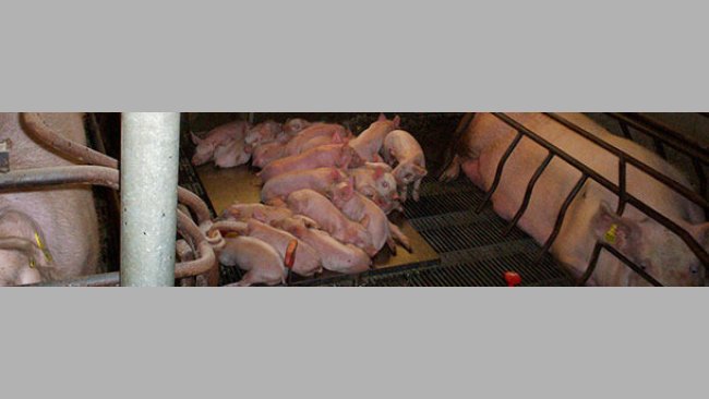 Use of the space in the farrowing pens