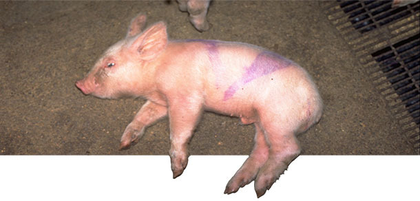 Acute case of Strep suis type 14 in a 2week old piglet