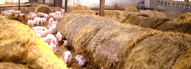 Weaners transferred into large straw yard for 2 weeks before dispatch