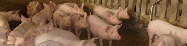 Enzootic pneumonia risk factors in fattening pigs