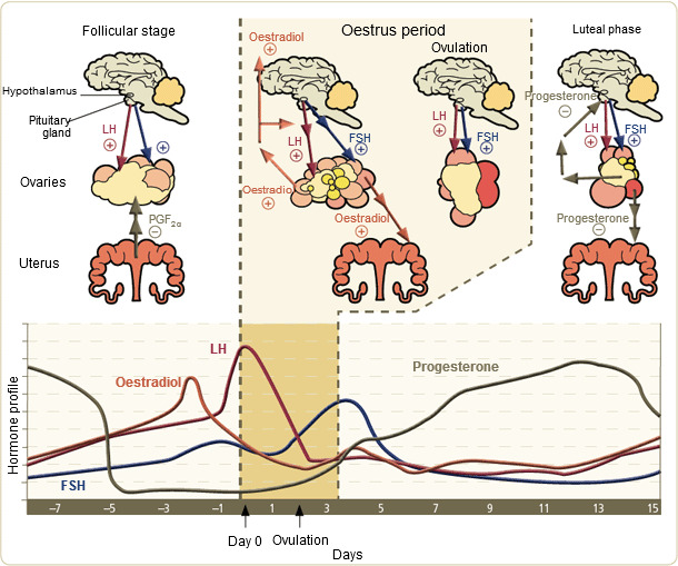 Hormone levels of the sow during the oestrus cycle.