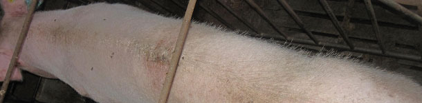 Weaned sow with a poor body condition score.
