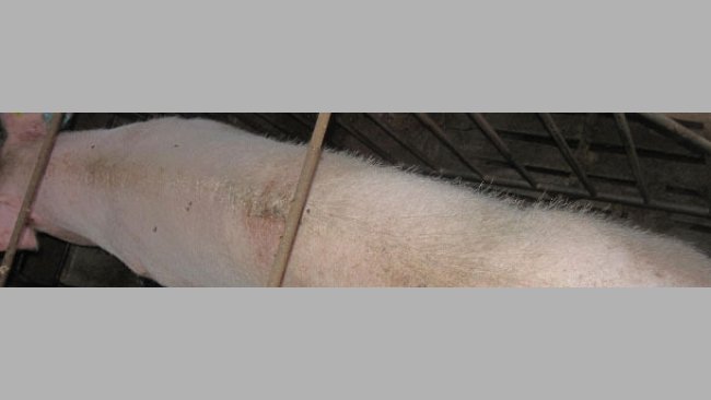 Weaned sow with a poor body condition score.