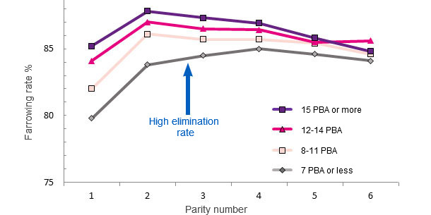 Farrowing rates during a sow's life based on the number of PBA at first farrowing