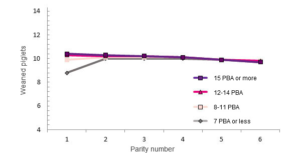 Weaned piglets during a sow's life based on the number of PBA at first farrowing