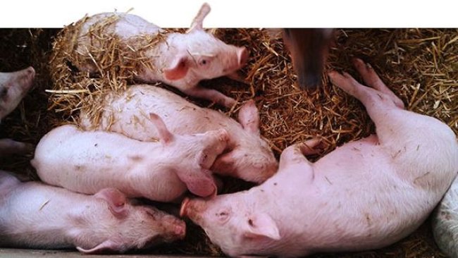 52-day-old piglets. Uneven weights