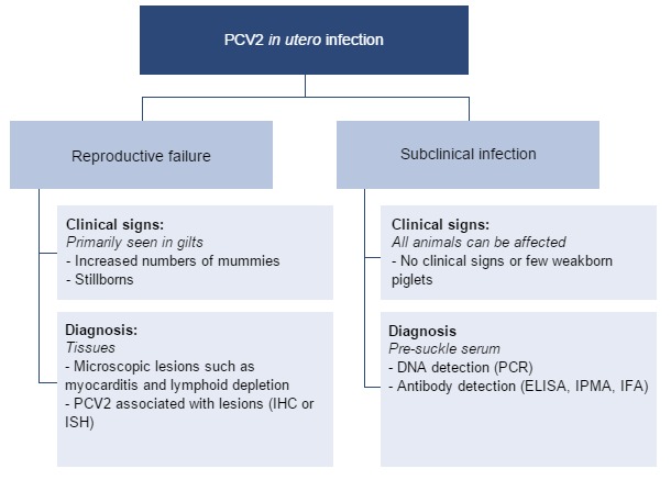 Effects of PCV2 in utero infection