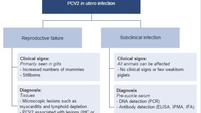 Effects of PCV2 in utero infection