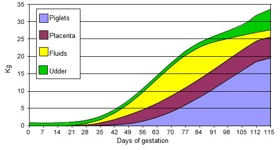 Evolution of the weight of the piglets, placentas, fluids and udder during the gestation.