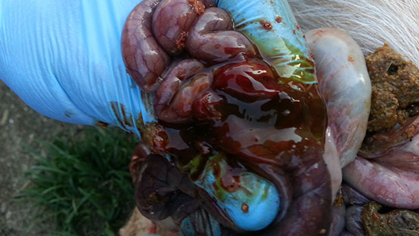 Haemorrhagic enterocolitis with mucosal oedema (Fig. 1), enlarged spleen and haemorrhagic mesentery