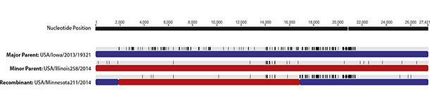 Genome recombination areas of PEDv