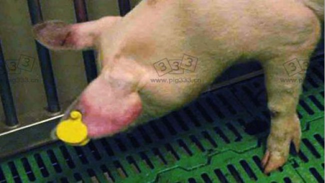 图1 ASF发病猪耳朵发绀