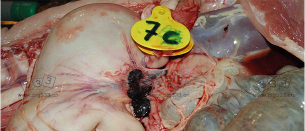 图3 ASF发病猪胃肝淋巴结出血