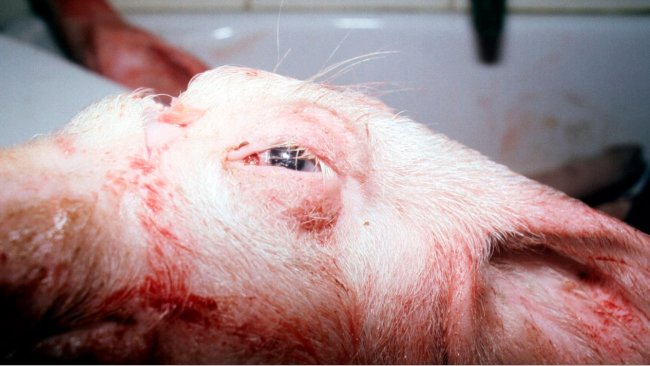 Figure 2. Swollen eyes in an affected pig.
