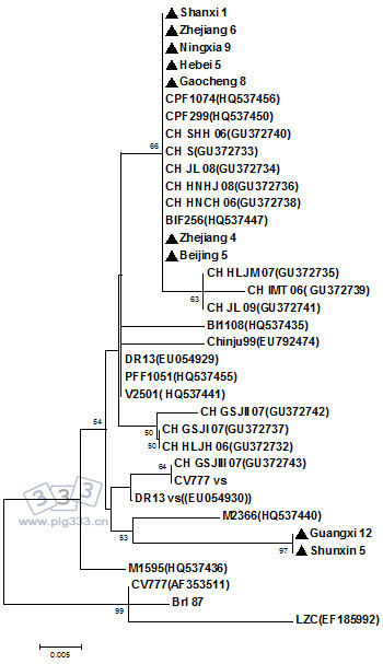 PED 病毒亚洲最新分离株 ORF 3基因的系统进化树