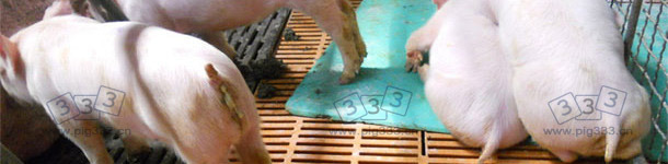 仔猪爆发PED后表现呕吐、消瘦、腹泻等症状