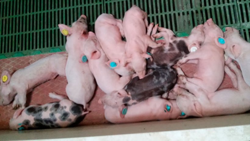 Figure 3: Different age runts in the farrowing pen. Piglets tagged according to birth week.
