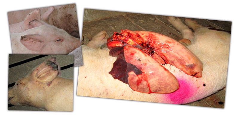Figure 2: Lesions in a growing pig: ear tip necrosis and pneumonia in the cranial and medial lobes.
