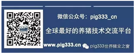 PIG333wechat 1