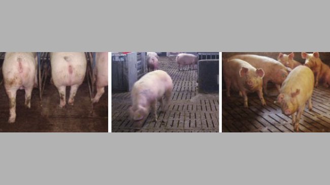 Various types of loose sow housing 3