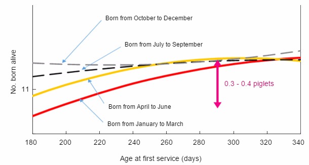 Relationship between month of birth and age at first service, with piglets born alive at first farrowing.