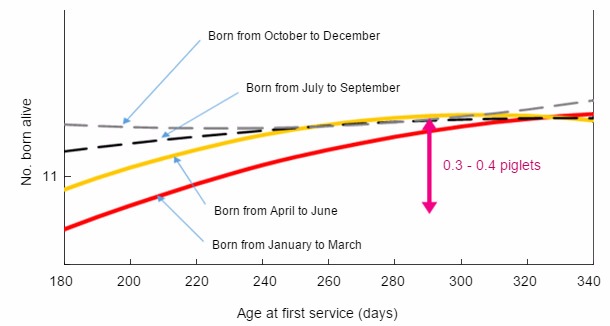 Relationship between month of birth and age at first service, with piglets born alive at first farrowing.