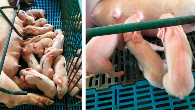 Photos 1 and 2. Left: litter with lack of milk intake. Right: Low-viability piglets with poor&nbsp;milk intake.

&nbsp;
