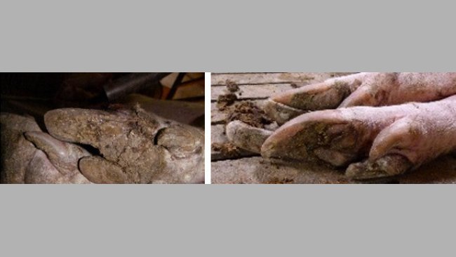 Lesions in sows' hooves