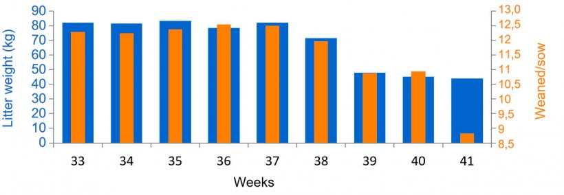 Graph 3. Average weaned/female &nbsp;as piglets and kilograms of litter, before and during PED (from week 38).
