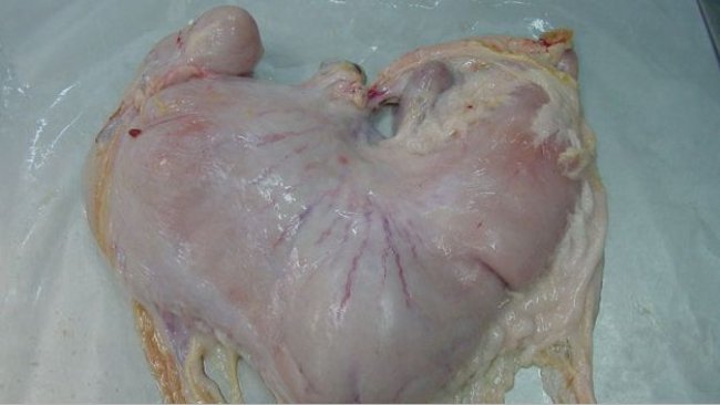 Pig stomach with content