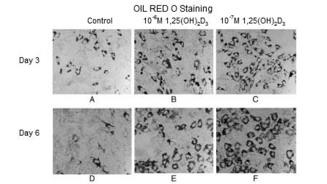 Oil red O staining for neutral lipids in fat cells and alkaline phosphatase staining (ALP) in osteoblast-like cells
