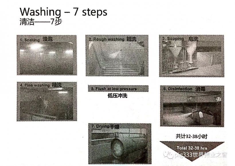 Pig333wechat 42