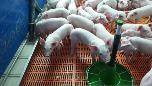 Photo 5.- Piglets at 4 days post-weaning 