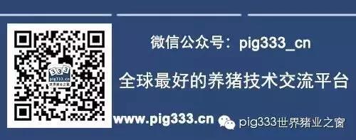 Pig333wechat 3