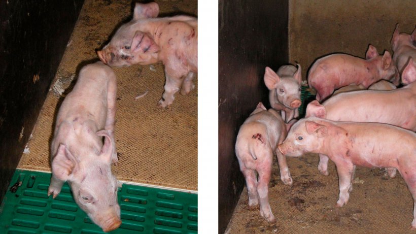 Figure 1. Fighting marks and widespread sub-epithelial haemorrhages in 7 day old piglets. Note dried blood on heating pads 12 hours after tail-docking.

Figure 2. Fighting marks and widespread sub-epithelial haemorrhages in 7 day old piglets. Note dried blood on heating pads and on the rump 12 hours after tail-docking.
